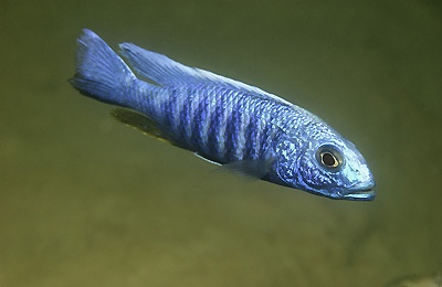 Sciaenochromis fryeri 'Thumbi West Island'